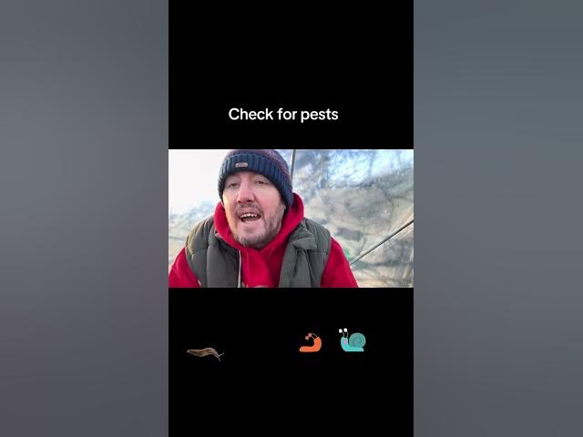 Video thumbnail for 🎥 ✅ 🐛 Check for Pests in the Garden & Allotment 🌿 | Early Prevention Tips