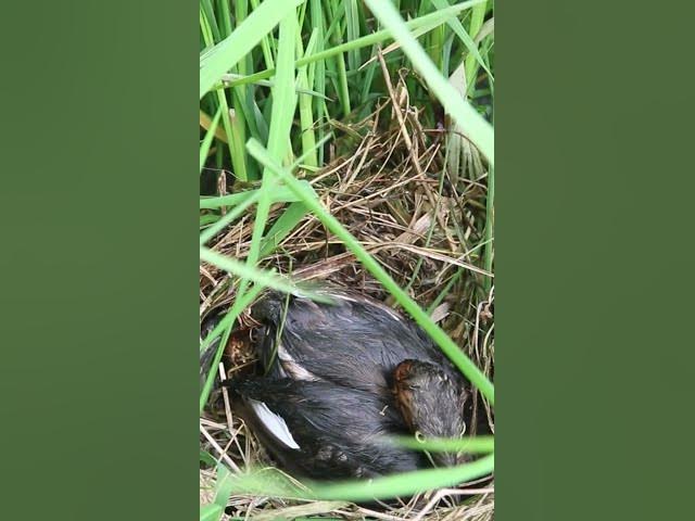 Video thumbnail for Bay Bird Wait Feed EP#043 #birdslover #birdwatch #wildlife #birdwatching #nature #birds #bulbulnest