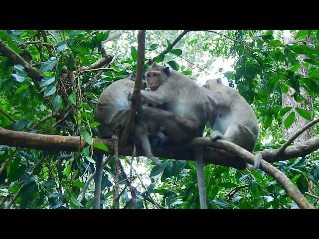 Video thumbnail for Enjoy the monkey life in the present.#monkey life