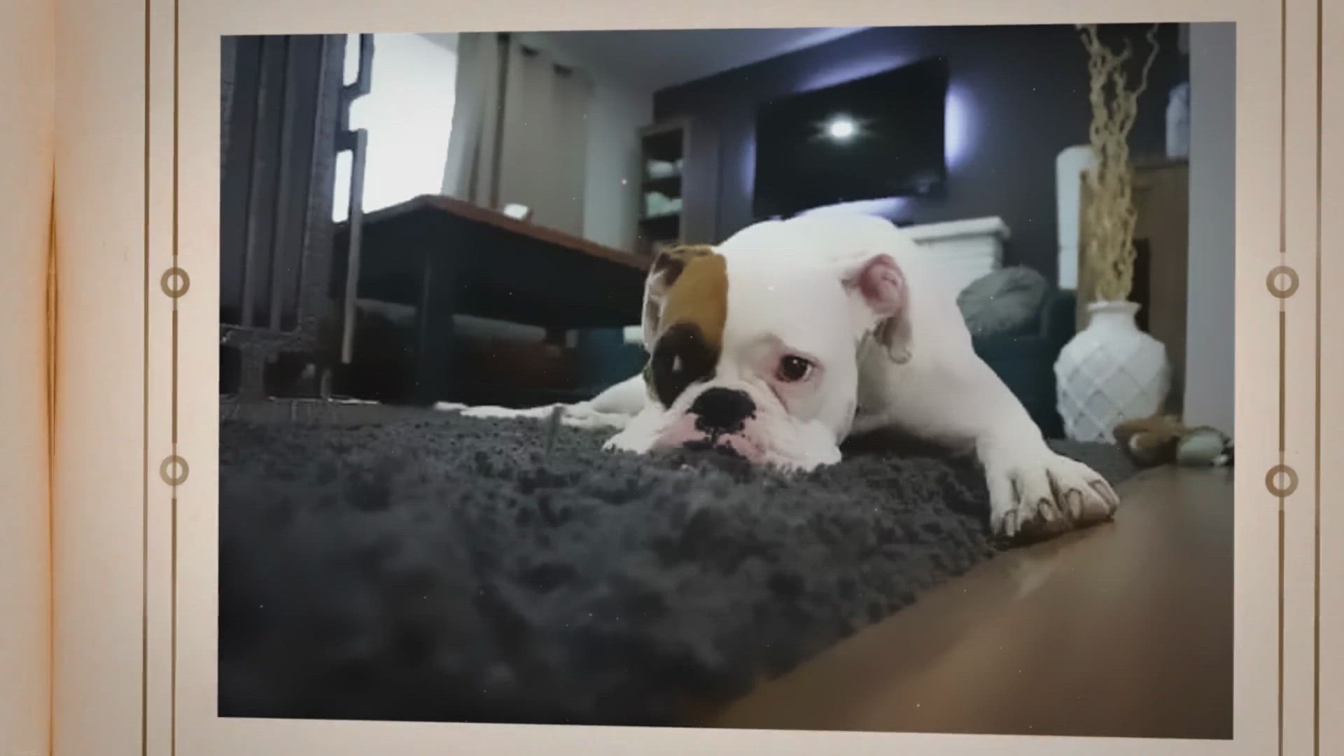 Video thumbnail for How to Help a Puppy with Anxiety: Tips and Tricks