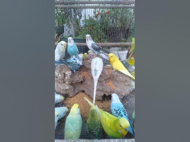 Video thumbnail for 🥝毎日1分！インコの免疫アップ裏ワザ💪 #ペットケア