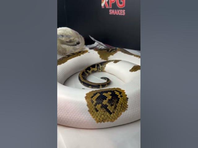 Video thumbnail for Snake breeding tip from The BURM BOSS🐍 #snake #burmesepythons #fypyoutube #foryou