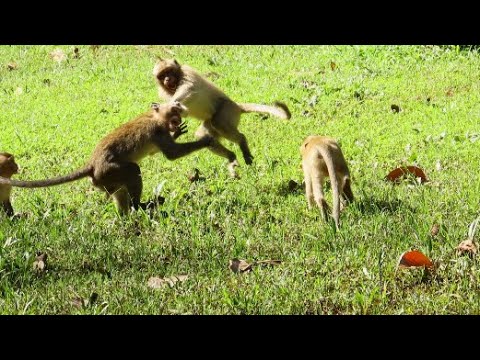 Video thumbnail for Many monkeys playing with each other looks really funny #Many monkeys playing with each other
