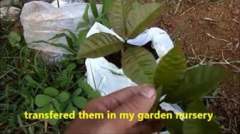 'Video thumbnail for Growing cashew plant from seeds / Germinating cashew nuts to plants/ Kaju ke ped ugane ki tarika'