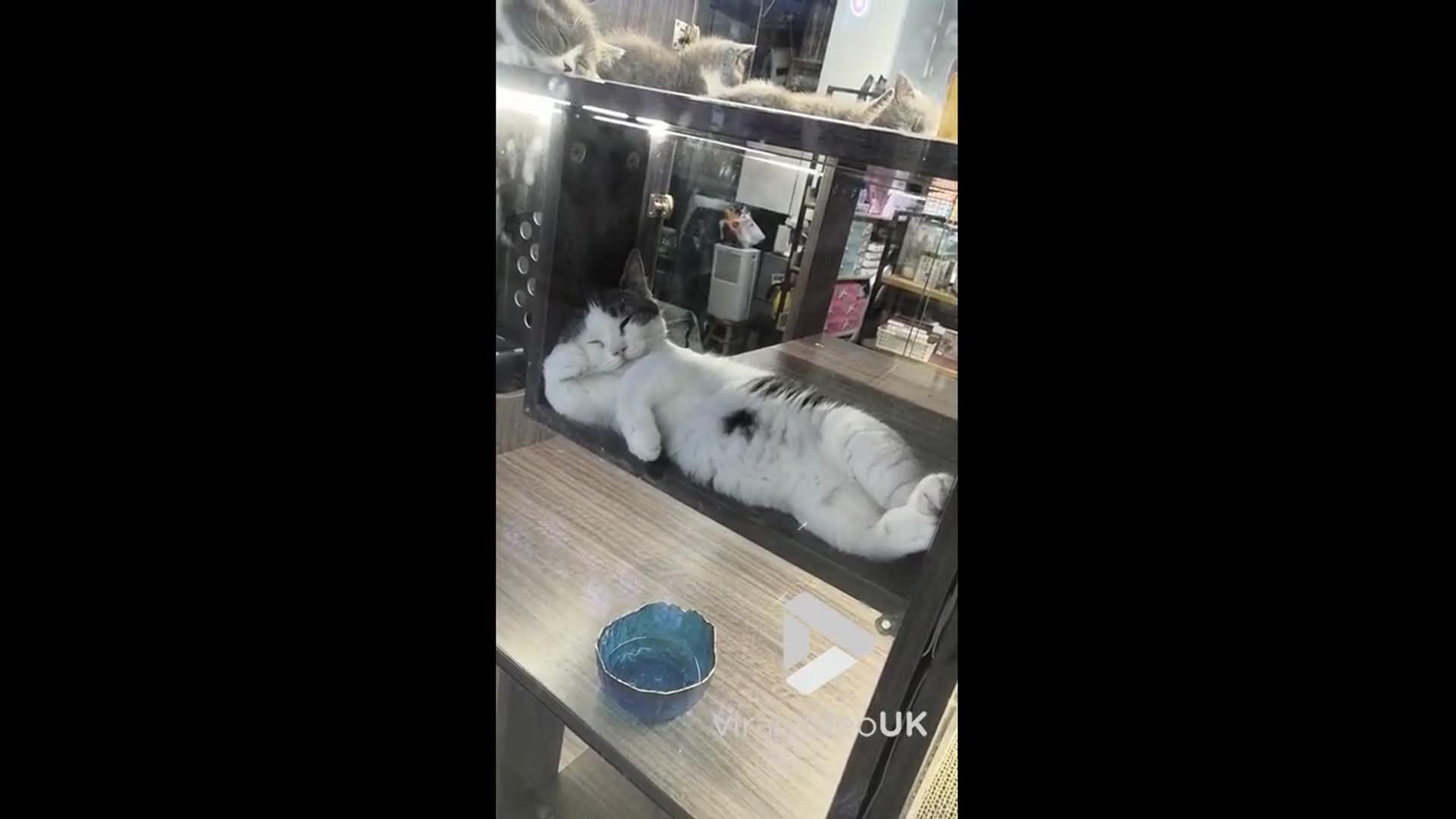 'Video thumbnail for VV4997 Cat lounges gracefully in pet shop window'
