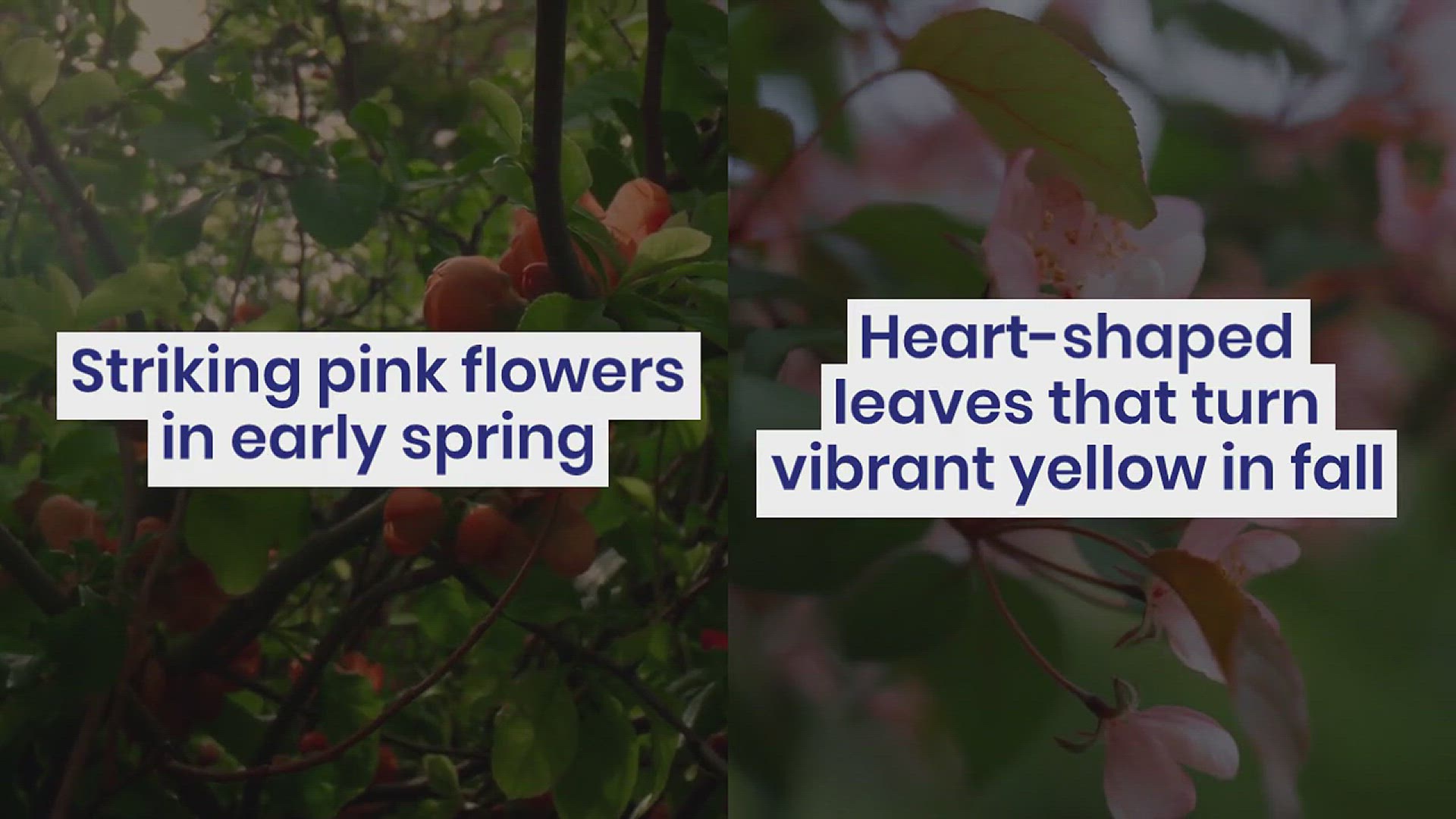 'Video thumbnail for 10 Types of Trees with Heart-shaped Leaves'