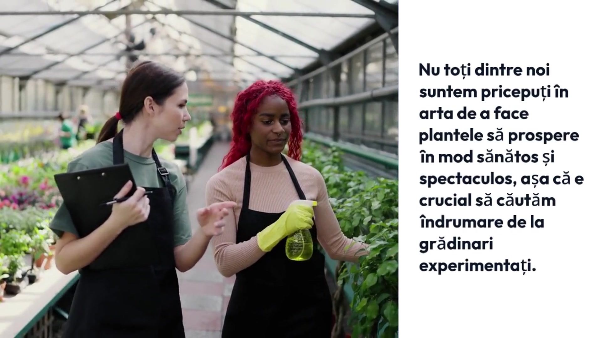 Video thumbnail for Plante sănătoase și exuberante. Iată ingredientul minune pe care îl poți pune în sol