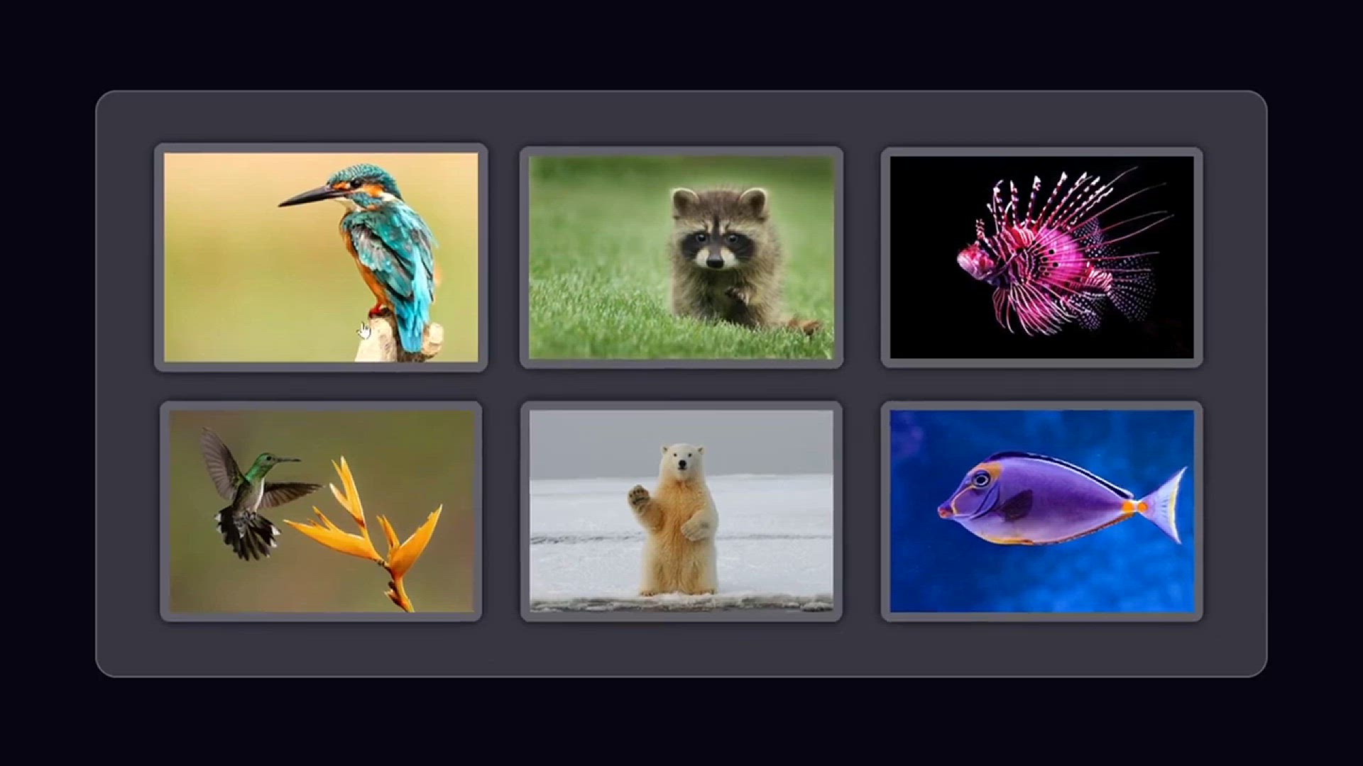 'Video thumbnail for Create Stunning Image Gallery with HTML, CSS & JavaScript'