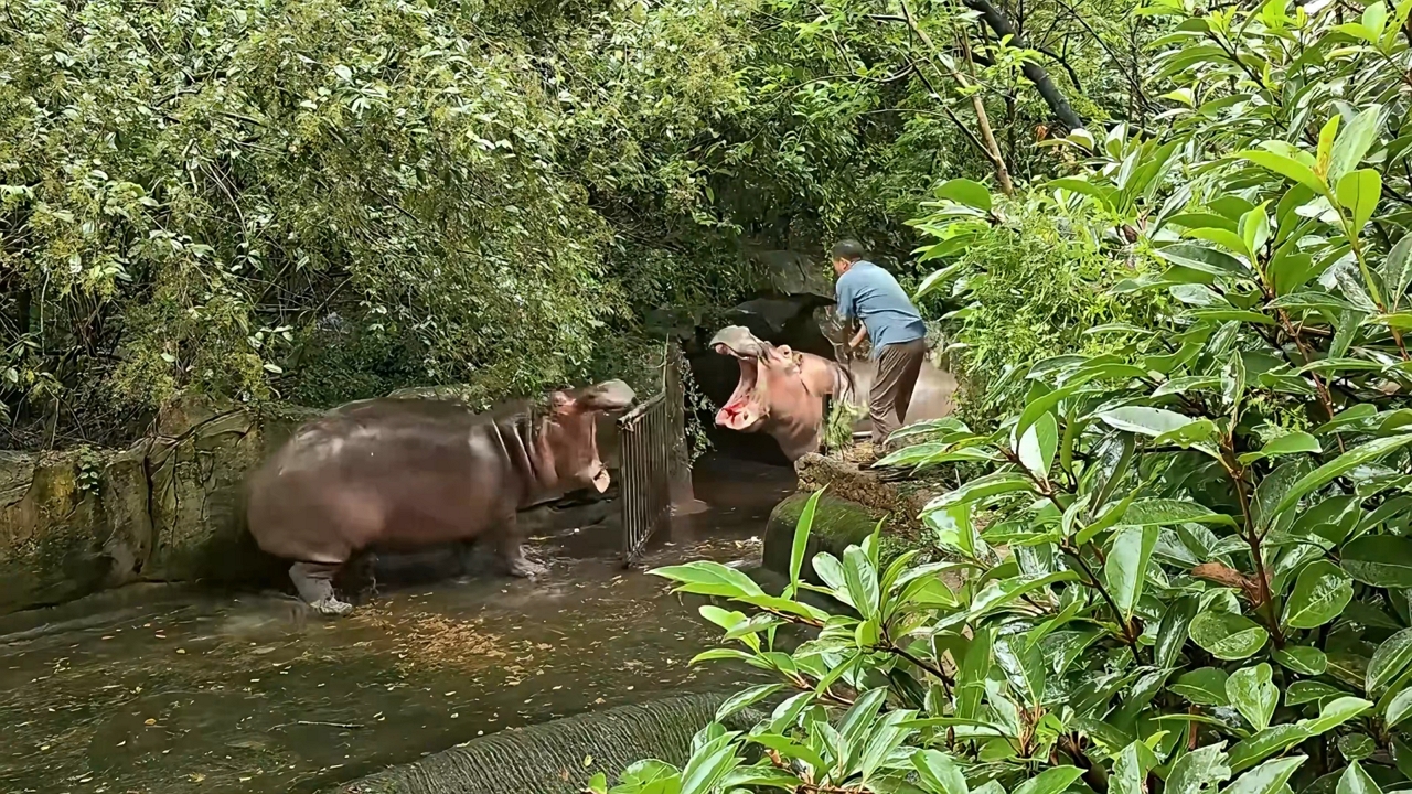 Video thumbnail for Two Hippos Face Off After Gate Opens in Zhejiang Zoo