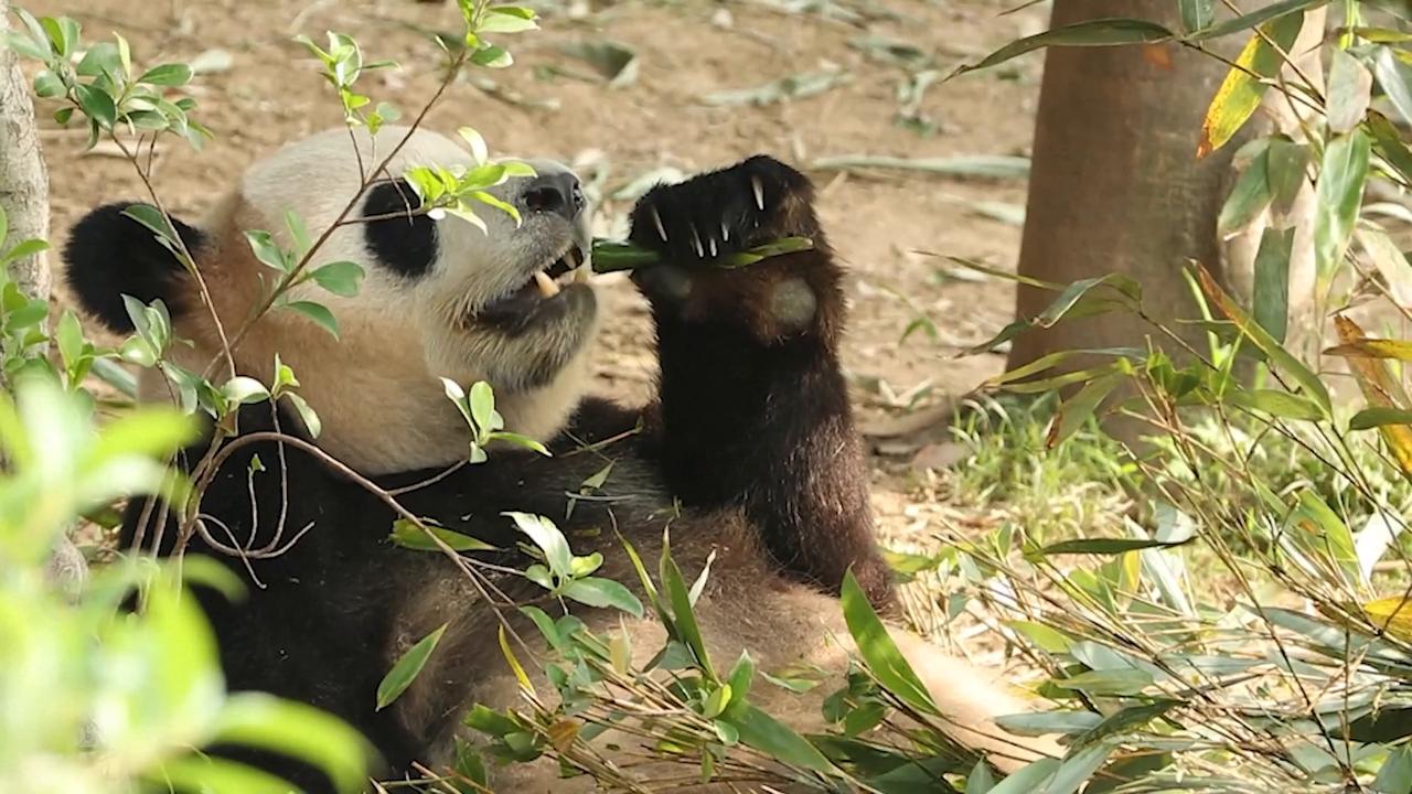 Video thumbnail for China: Zoo Atlanta staff receive giant pandas in Chengdu.