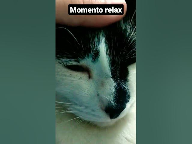 Video thumbnail for Relax com o gato Barry. #shorts #cats #shortsvideo #gatos #catlover #relax