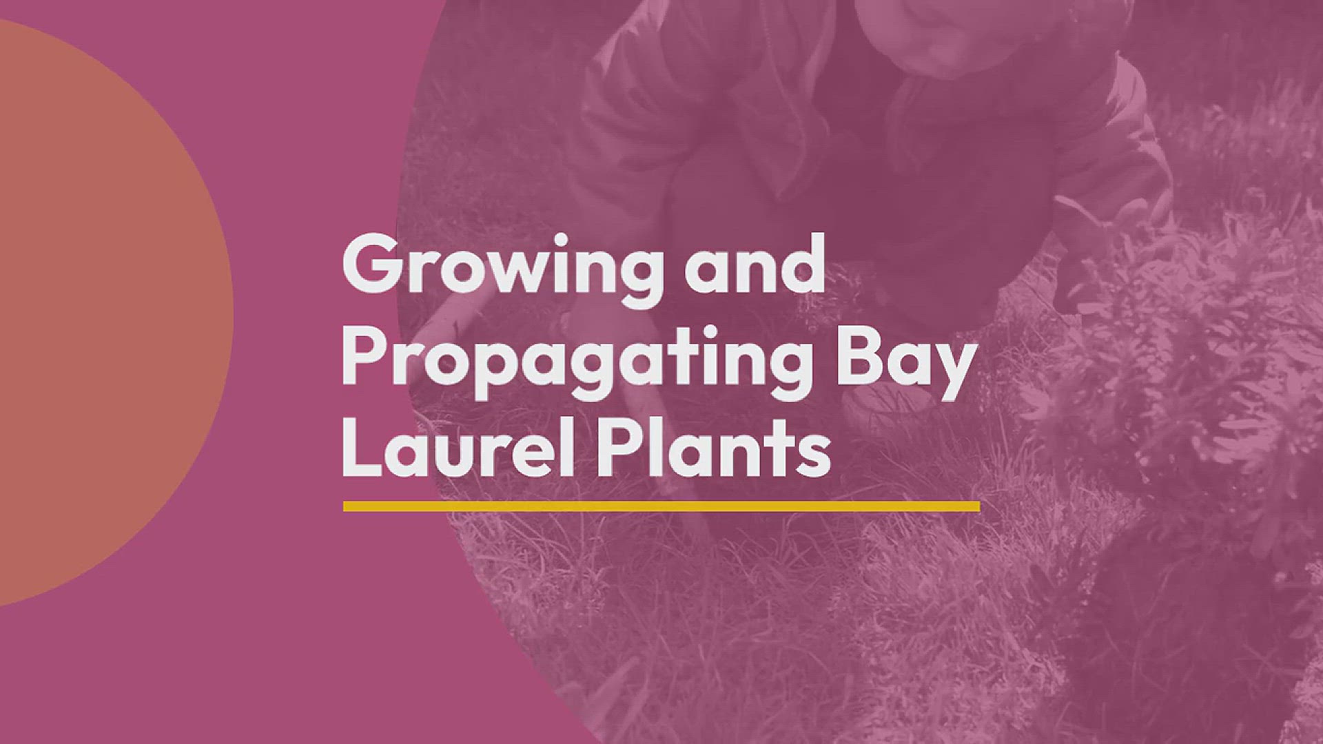'Video thumbnail for How to Grow and Propagate Bay Laurel Plant'