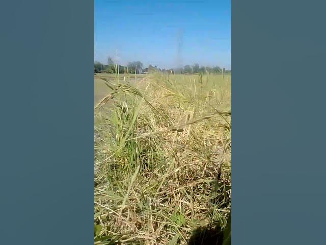 Video thumbnail for #world #tiktok #tiktokvideo #viral #viralvideo #video #waz