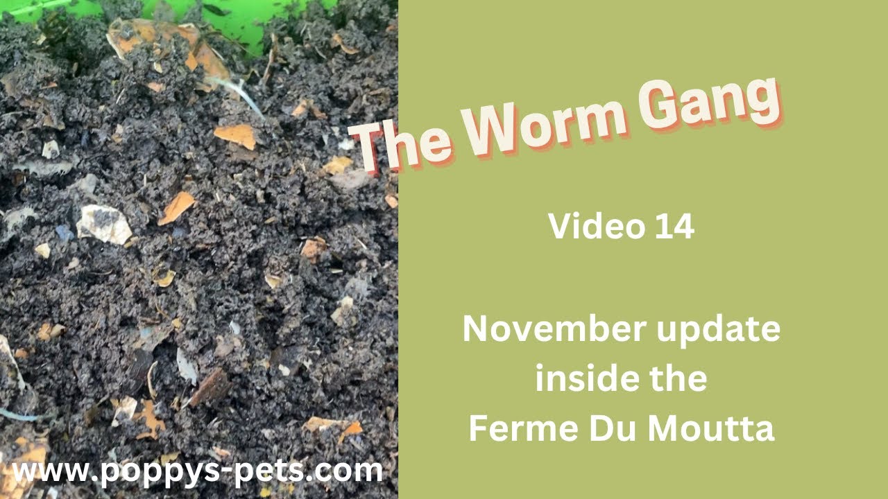 'Video thumbnail for Video 14:  November Update - The Worms Have a Never-Ending Appetite Still - Ferme Du Moutta'