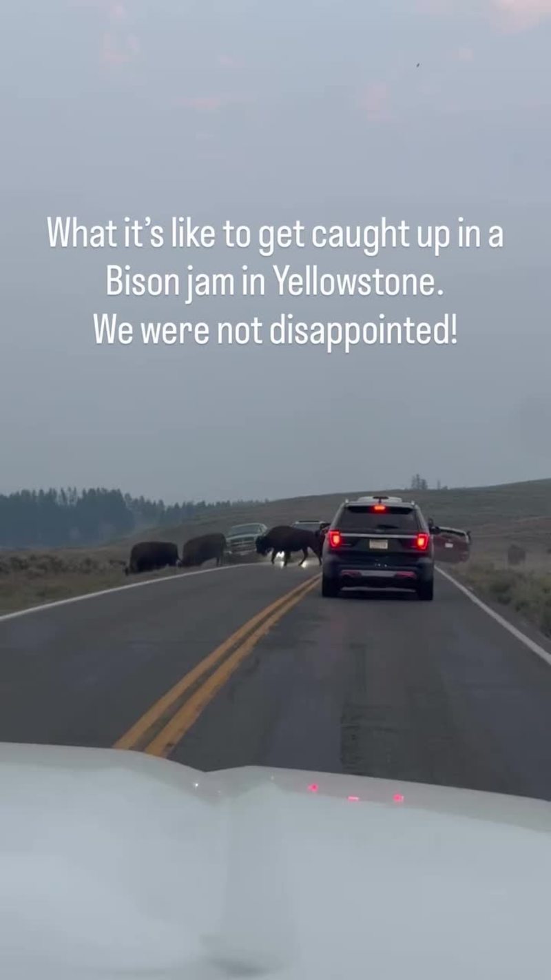 Video thumbnail for Massive Yellowstone Bison Traffic Jam with Roadside Calves