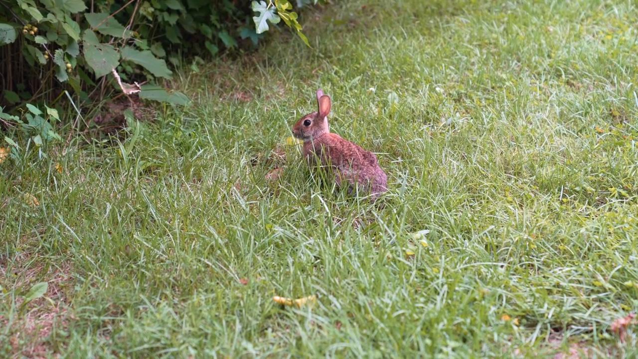Video thumbnail for Rabbit on a trail 2.