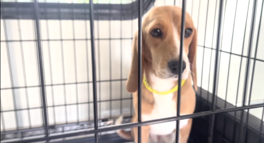 Video thumbnail for More rescued beagles from a Wisconsin facility are now in the Hudson Valley
