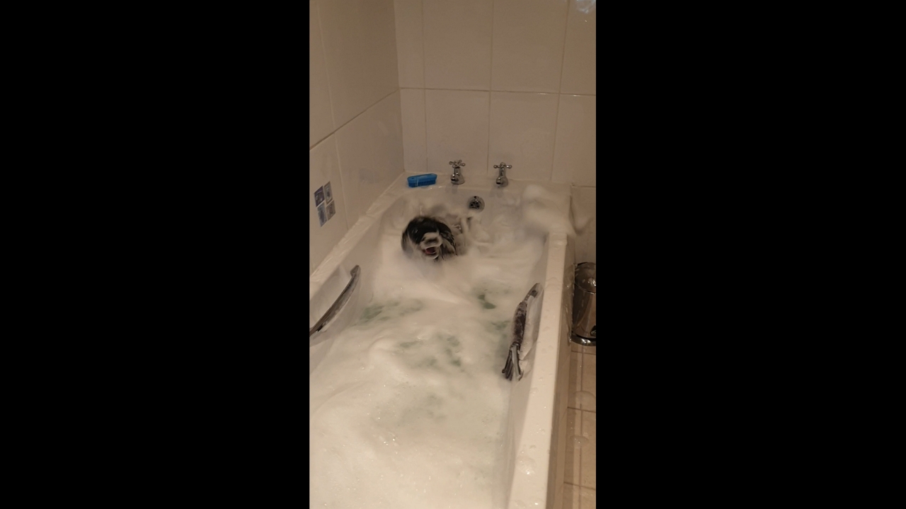 Video thumbnail for Puppy’s Bubble Bath Splash Party!