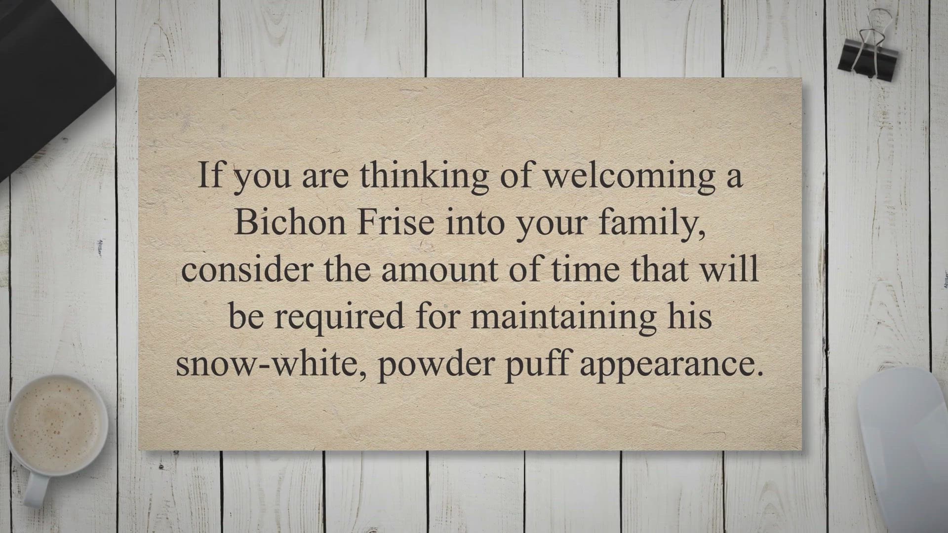 Video thumbnail for Bichon Frise Coat 101 Bichon Frise Ungroomed