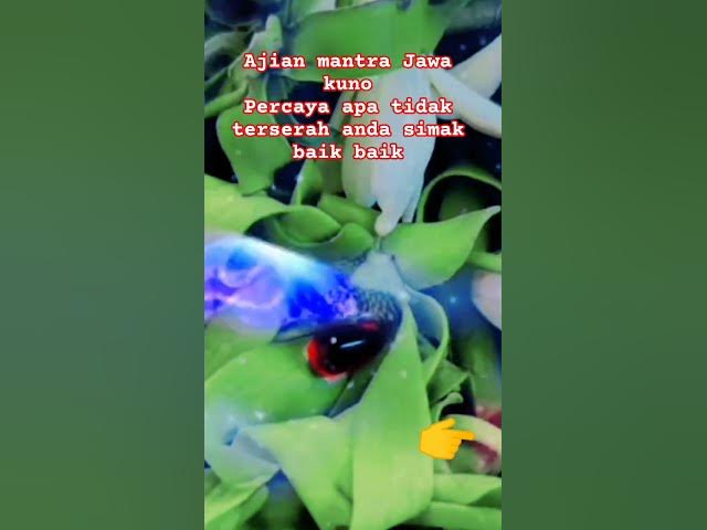 Video thumbnail for Doa mujarab untuk semua urusan majapahita Mataram #motocros #pawabgharimau @fyppubliknusantara