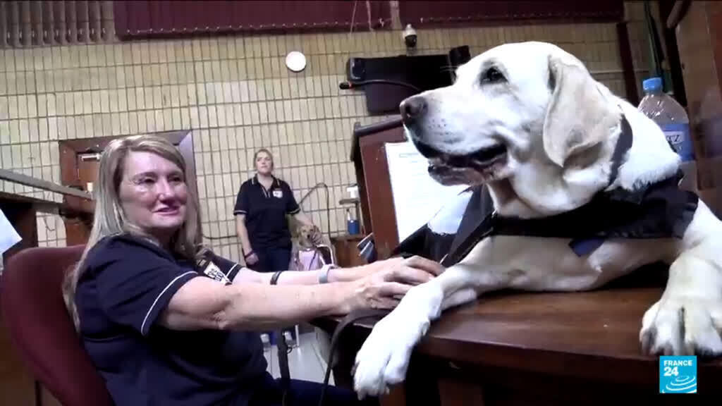 Video thumbnail for South Africa turns to dogs to help children in court