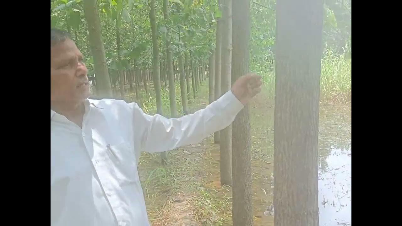 Video thumbnail for Poplar tree variety 81 vs 39