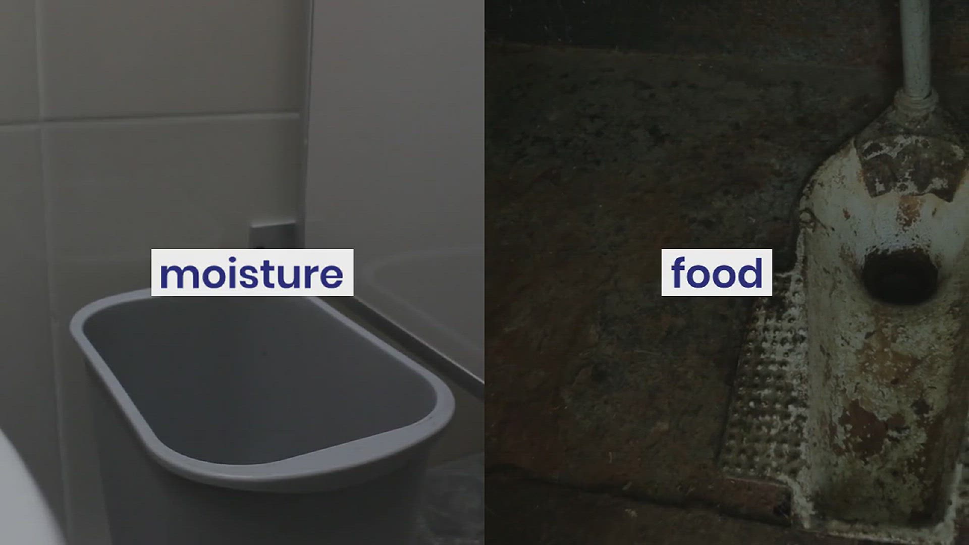 'Video thumbnail for How to Eliminate Ants in the Bathroom'