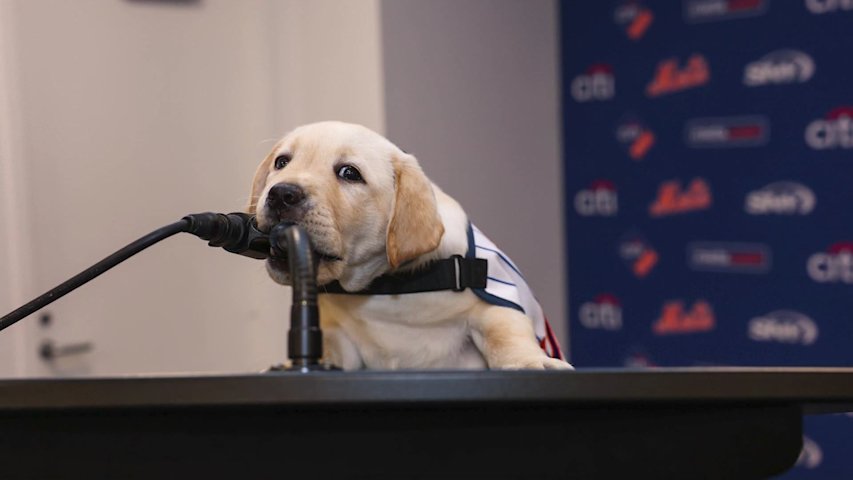 Video thumbnail for A bright spot in Queens: Mets, VetDogs introduce service-dog “Howie”