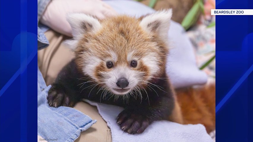 Video thumbnail for Voting now open to name Beardsley Zoo’s first-ever red panda cub