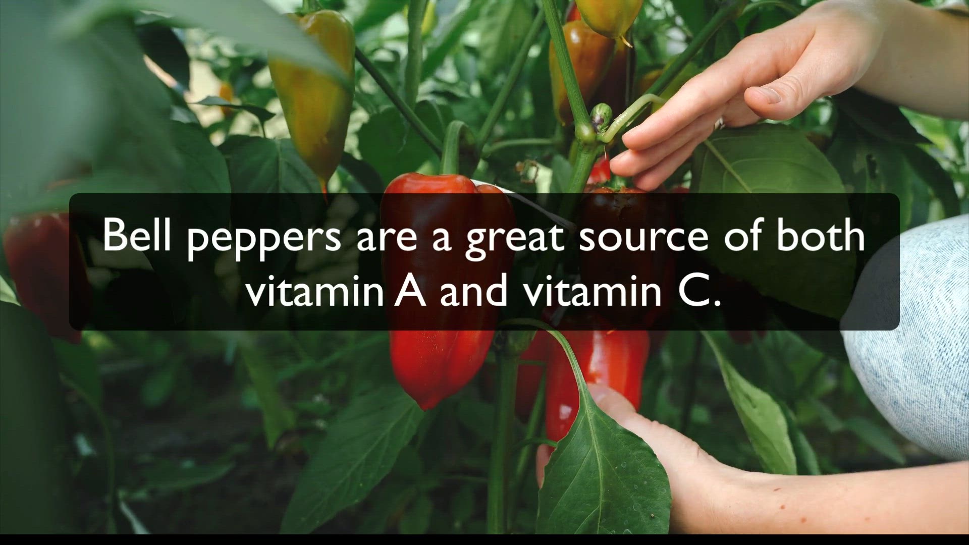 Video thumbnail for How To Grow Bell Peppers