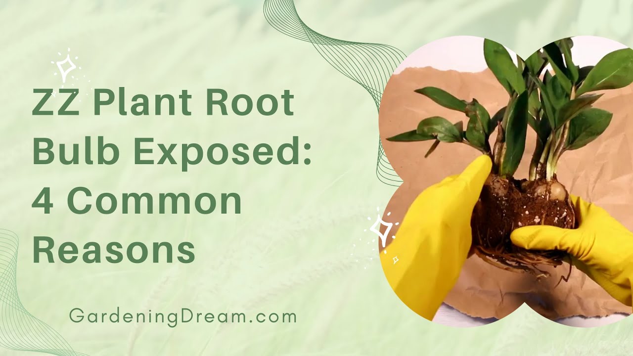 Video thumbnail for ZZ Plant Root Bulb Exposed: 4 Common Reasons