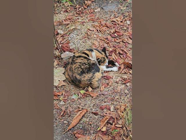 Video thumbnail for Happy cat😍😘🥰#shorts