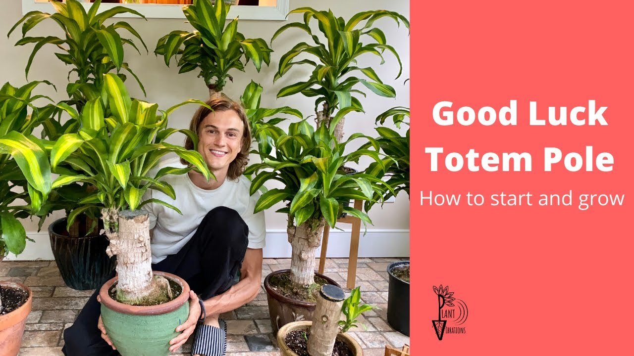 Video thumbnail for Good Luck Totem Pole Growing Guide - Brazilian Wood Plant - Dracaena fragrans