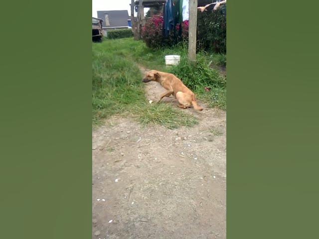 Video thumbnail for dog