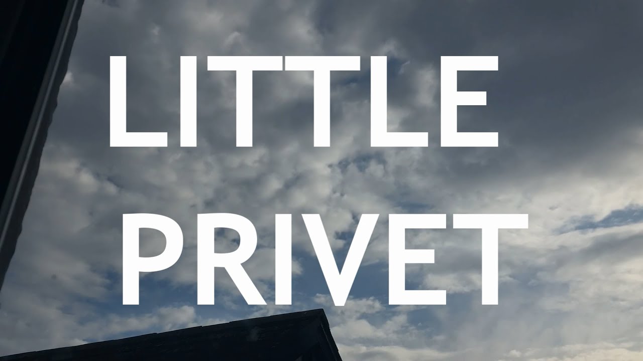 Video thumbnail for Little Privet Bonsai, from cutting, 1
