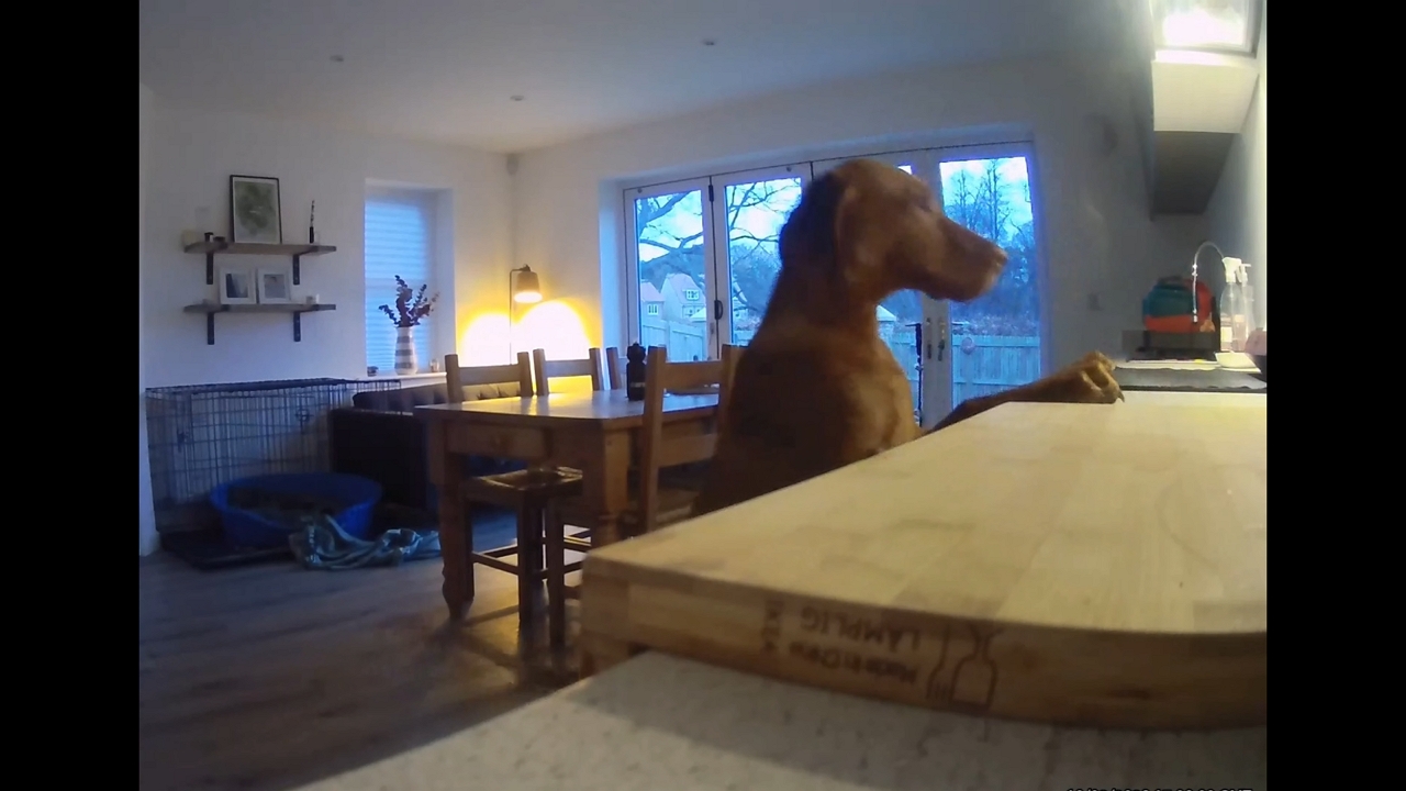 Video thumbnail for Sneaky Pup Caught Stealing Tea Towels!