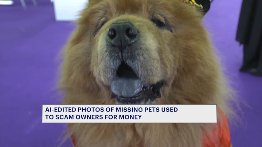 Video thumbnail for AI-edited photos of missing pets are being used to scam owners for money