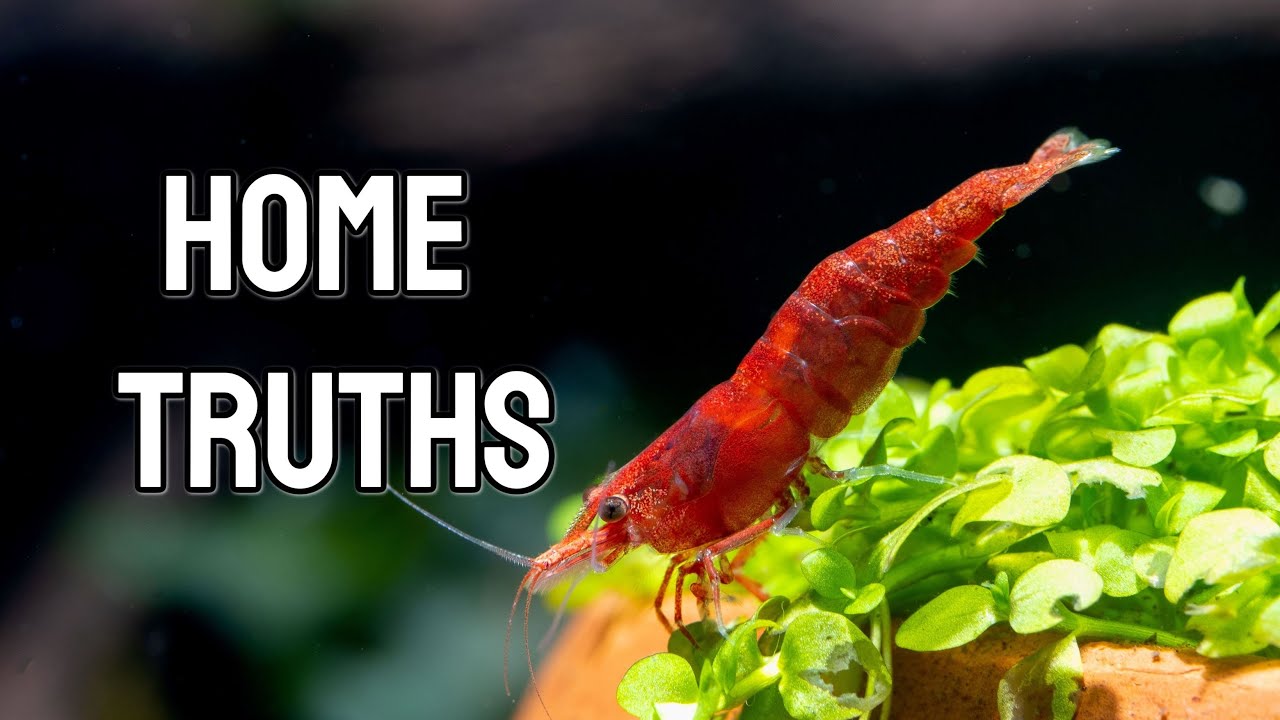 'Video thumbnail for Some home truths - Day in the Life of a shrimp keeper😲'