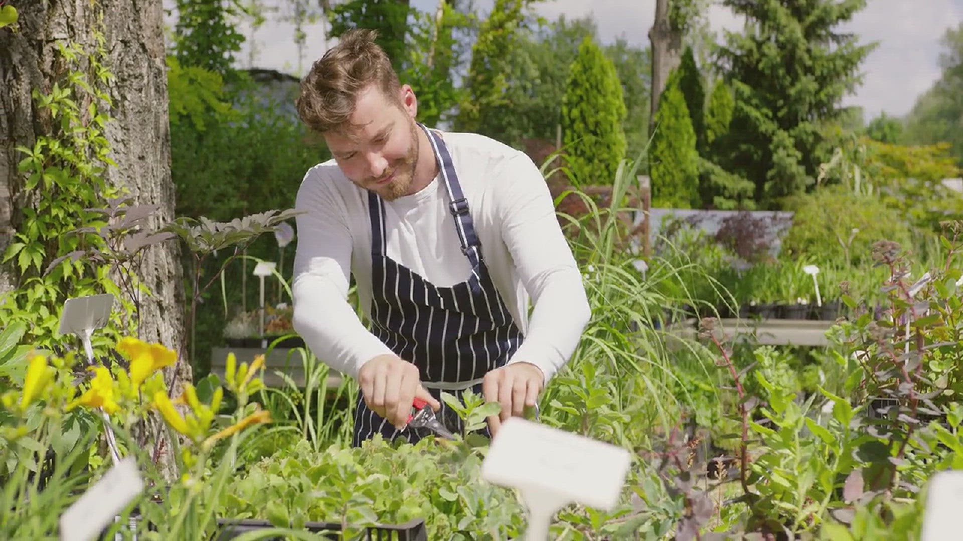 'Video thumbnail for How to Divide Ornamental Grass'