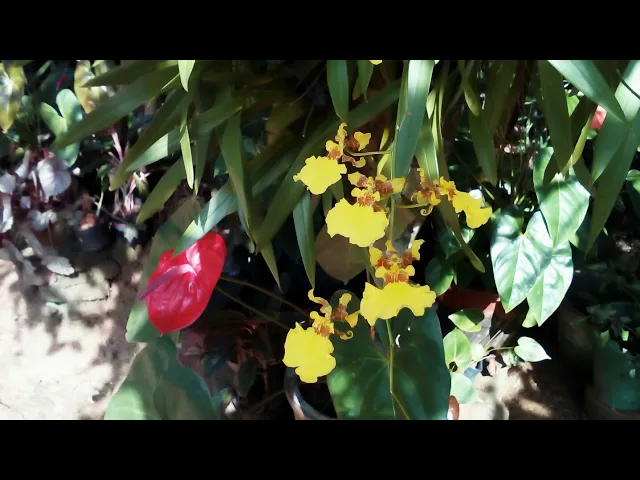 Video thumbnail for 23 : Easy to grow home gardening flowers & Plants
