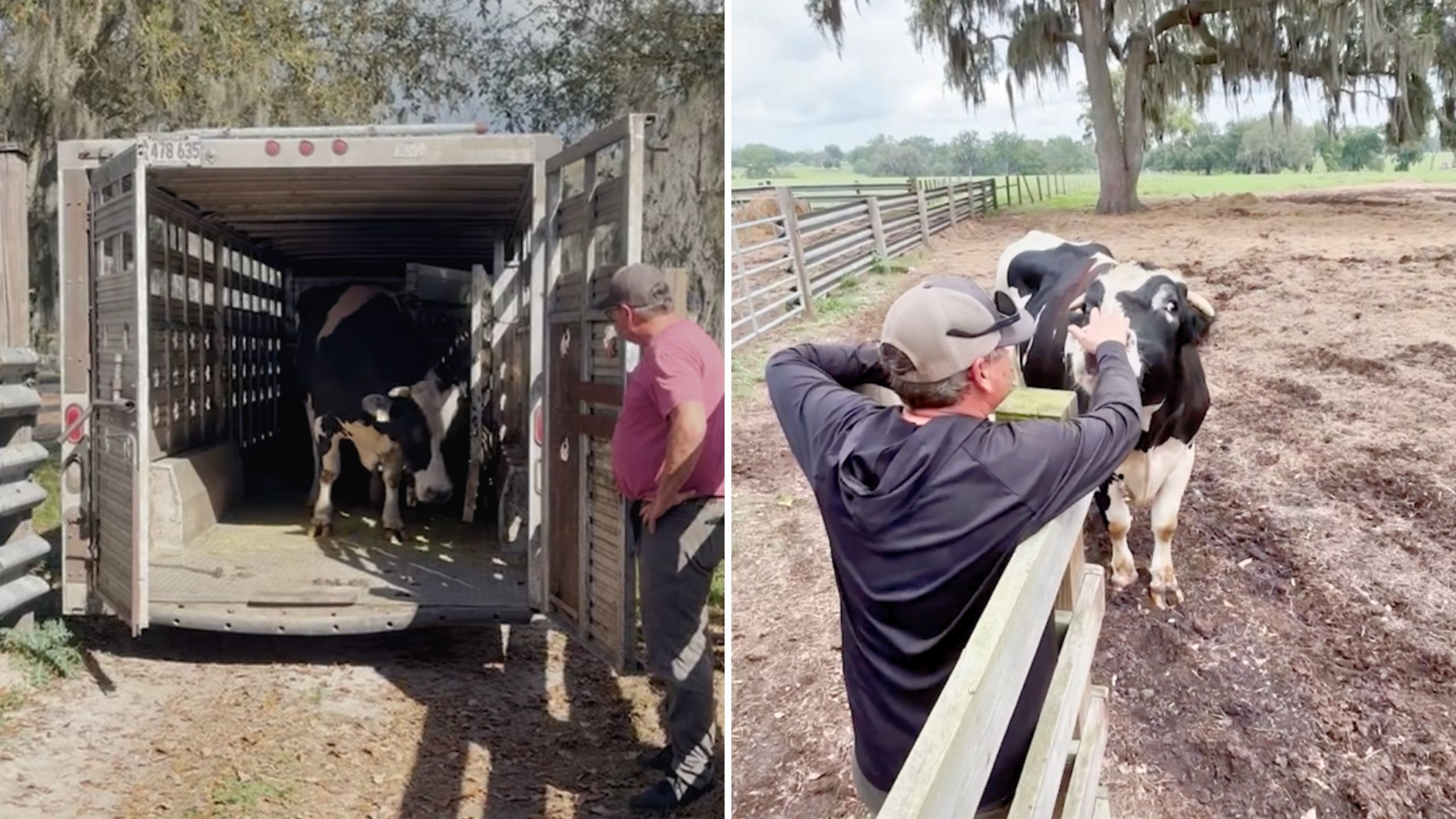 Video thumbnail for Rescued Cow Left Alone For Years Excitedly Joins Herd Once More