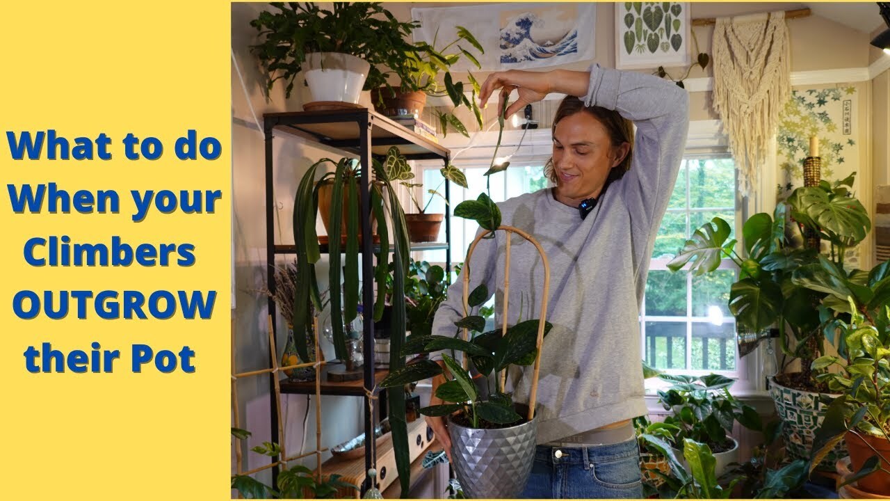 Video thumbnail for 5 Tips for RePotting an Overgrown Climbing Houseplant