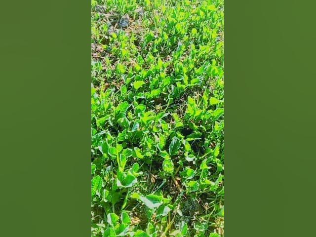 Video thumbnail for Gobi Ki Kheti 🌱 | Kisan Ki Zindagi