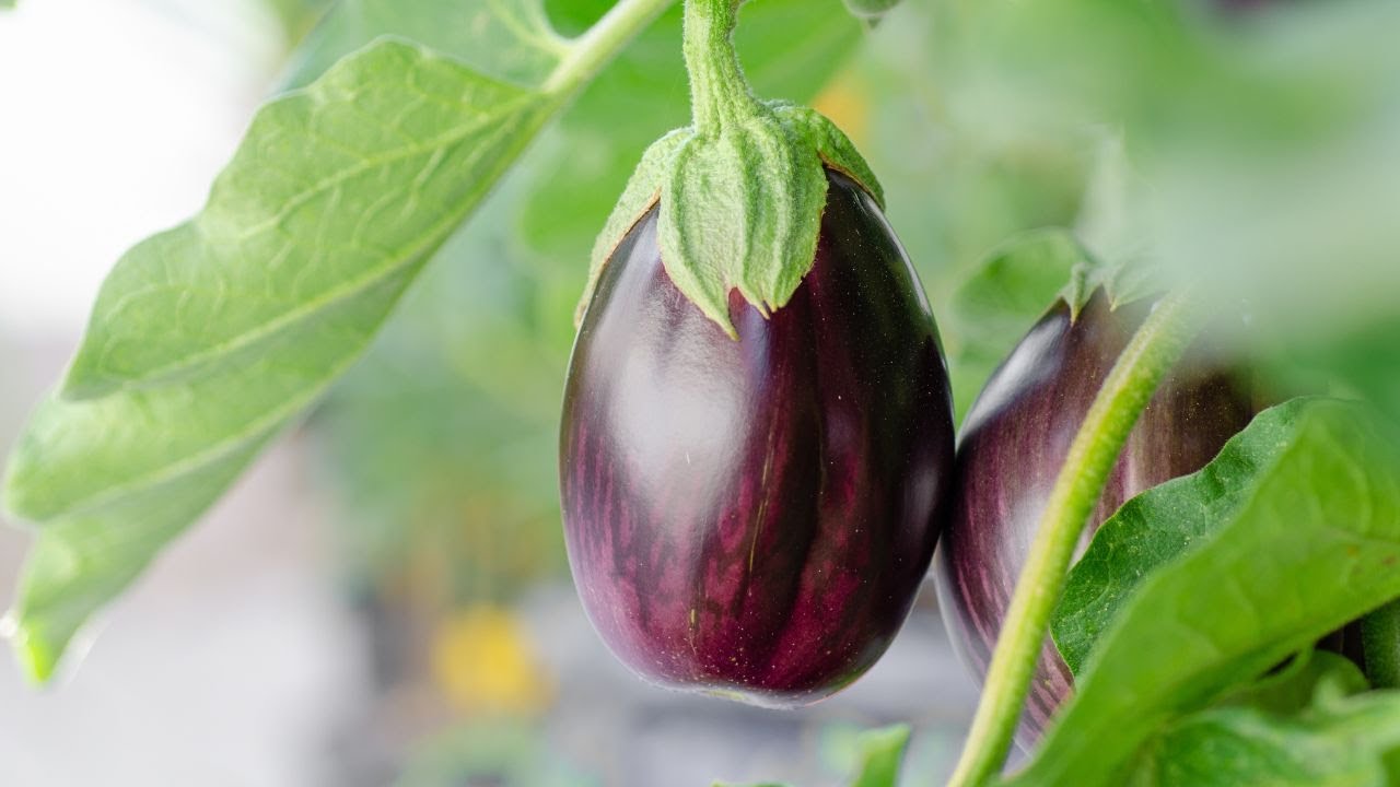 Video thumbnail for Boost Your Aubergine Garden with These 8 Incredible Companion Plants