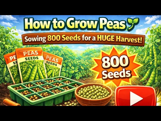 Video thumbnail for How to Grow Peas 🌱 Sowing 800 Seeds for a HUGE Harvest!