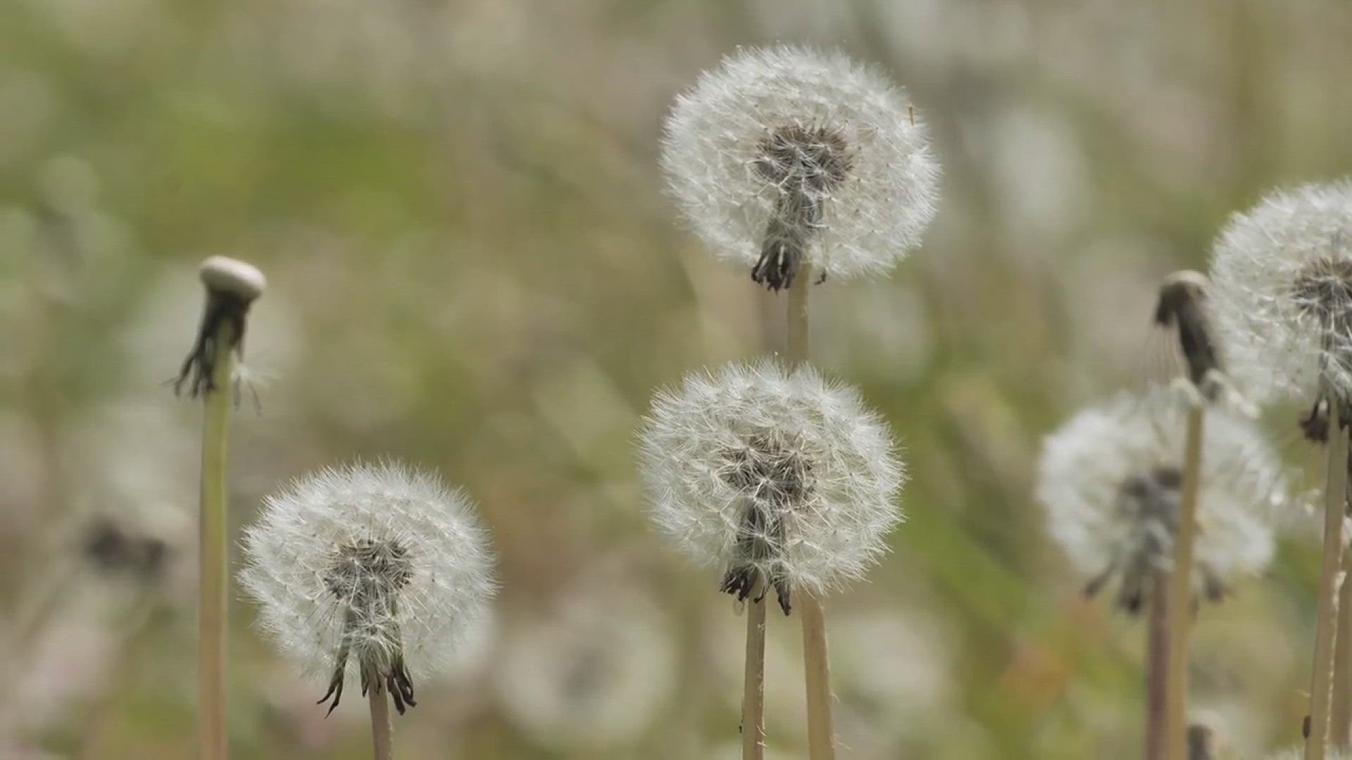 'Video thumbnail for How to Cultivate Dandelion'