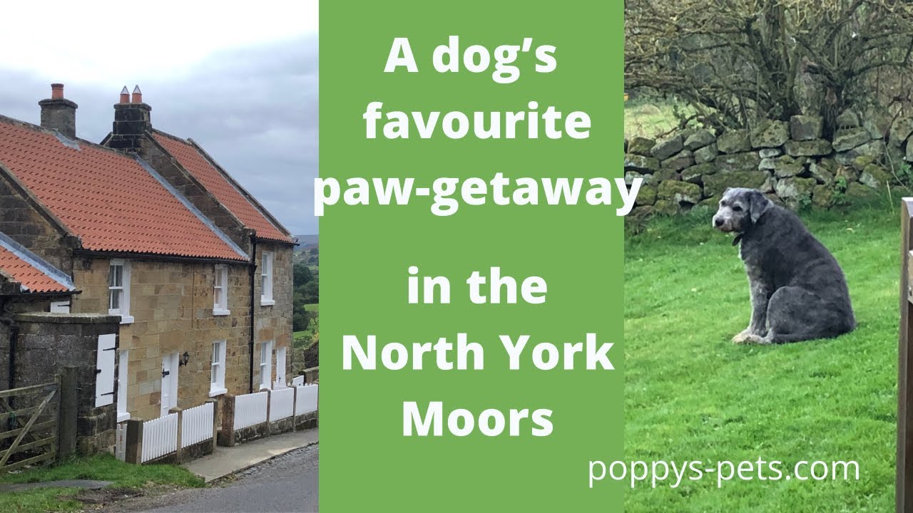 'Video thumbnail for Blakey View: Book a  Dog-Friendly Holiday Cottage by the North York Moors'