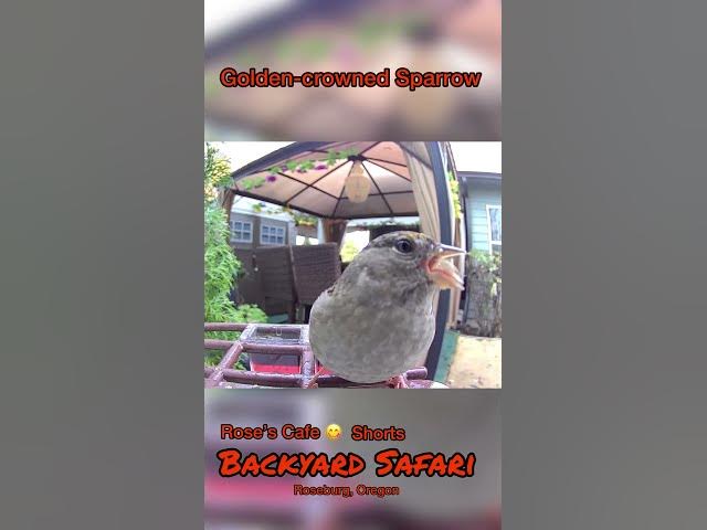 Video thumbnail for Backyard Safari Shorts #birdwatching