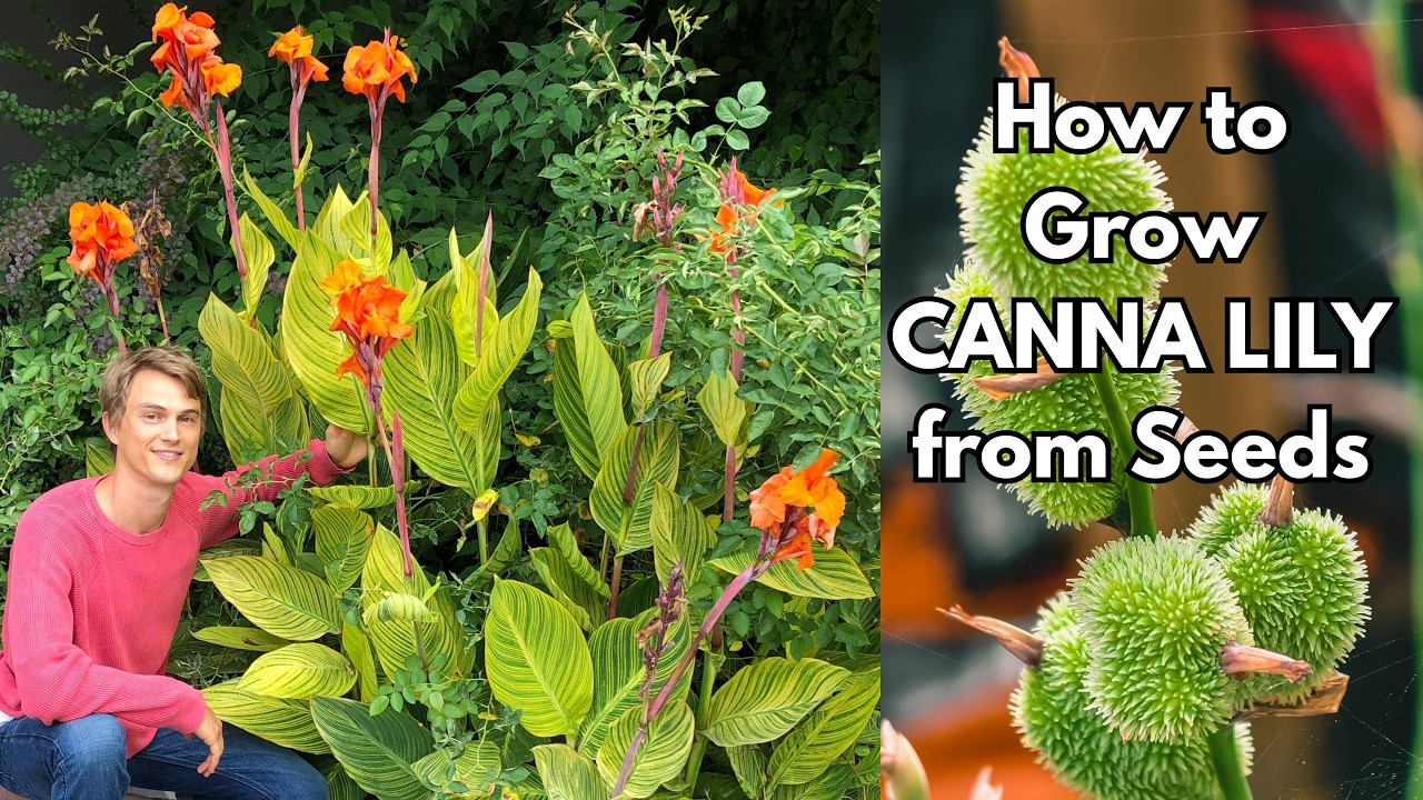 Video thumbnail for CANNA LILY SEEDS - How to Grow New Plants from your Own Seeds