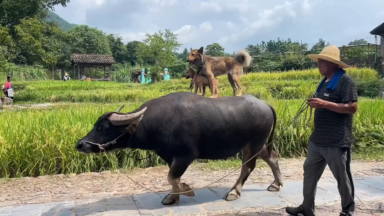 Video thumbnail for Two Dogs Ride on Water Buffalo Through Guilin Countryside